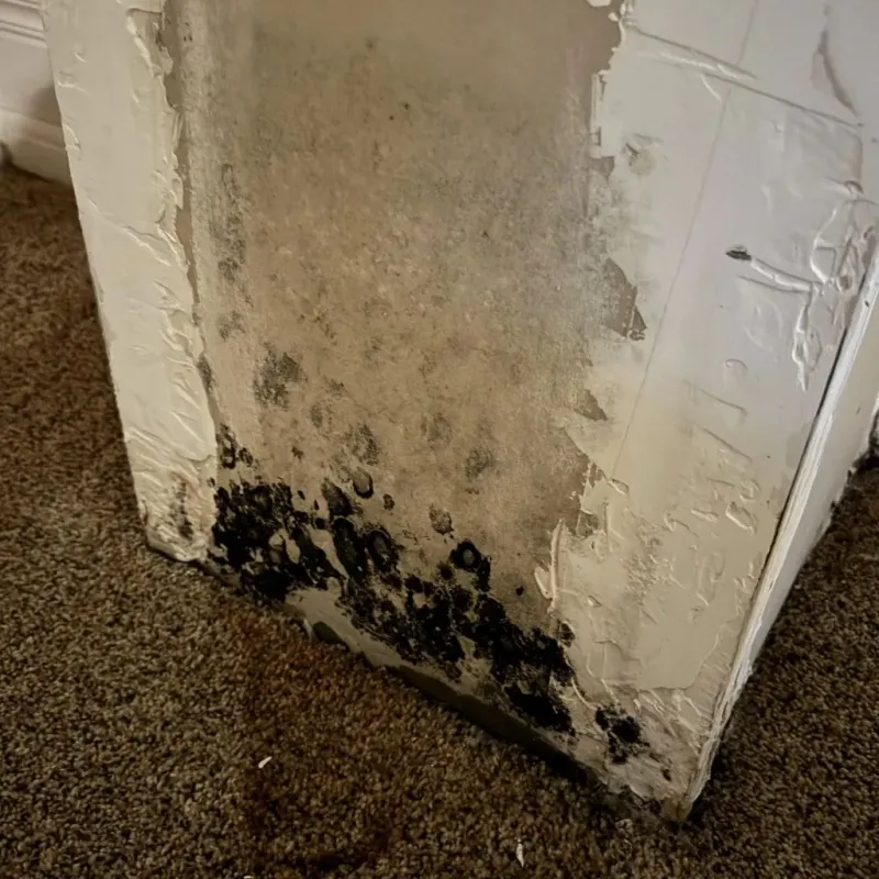 Professional Mold Removal in Hallsville, TX